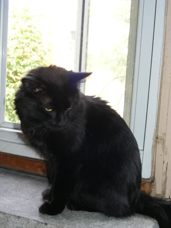 a black cat sitting on the window sill looking out the window