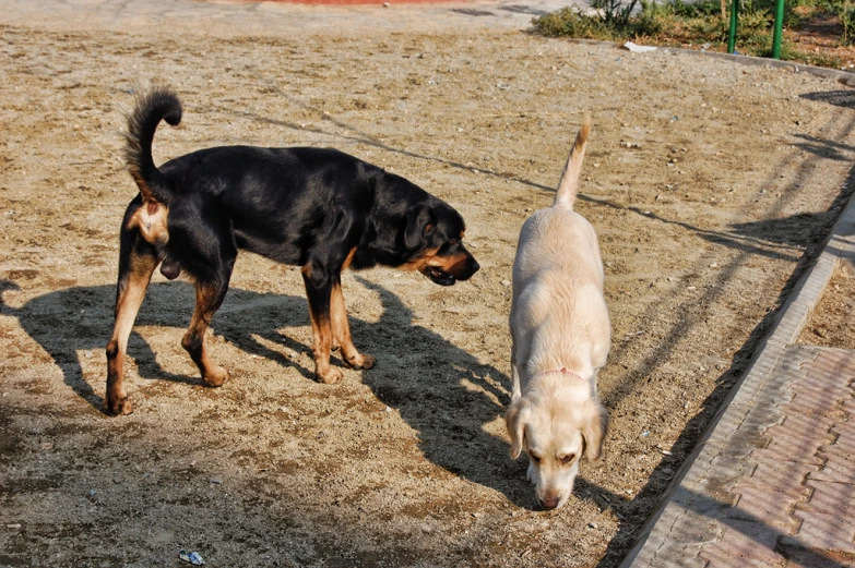 two dogs playing together in the sun