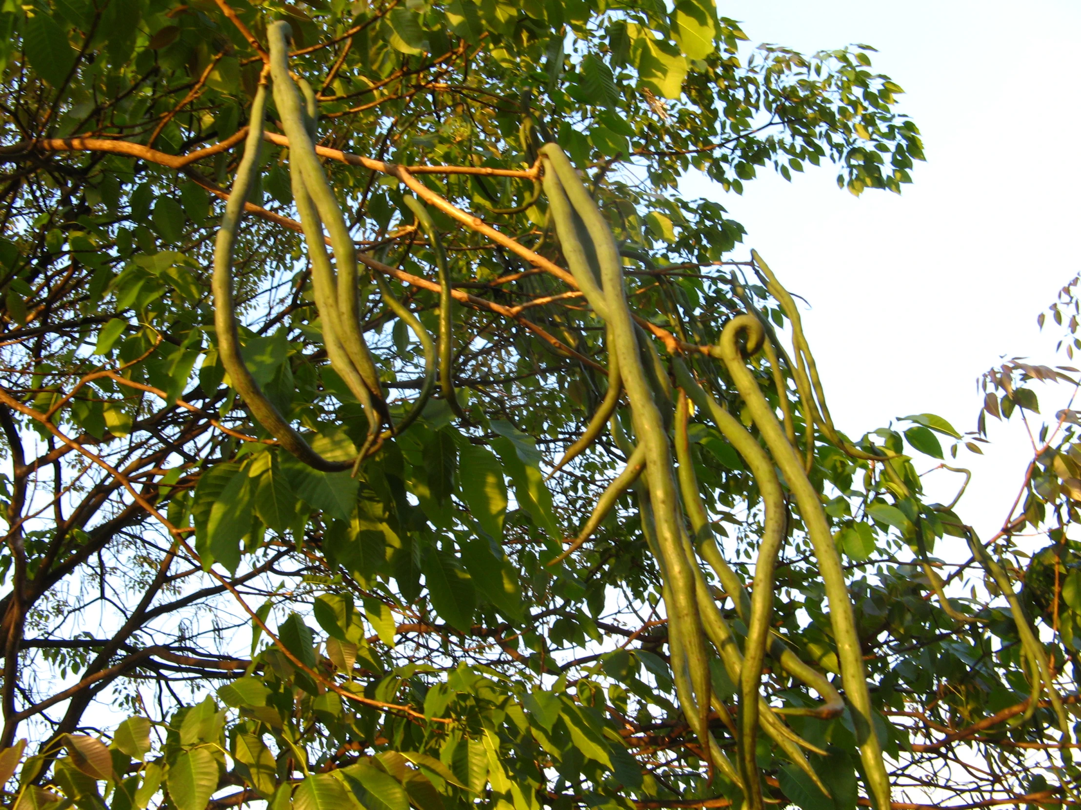 some kind of yellow colored plant hanging from the side of a tree