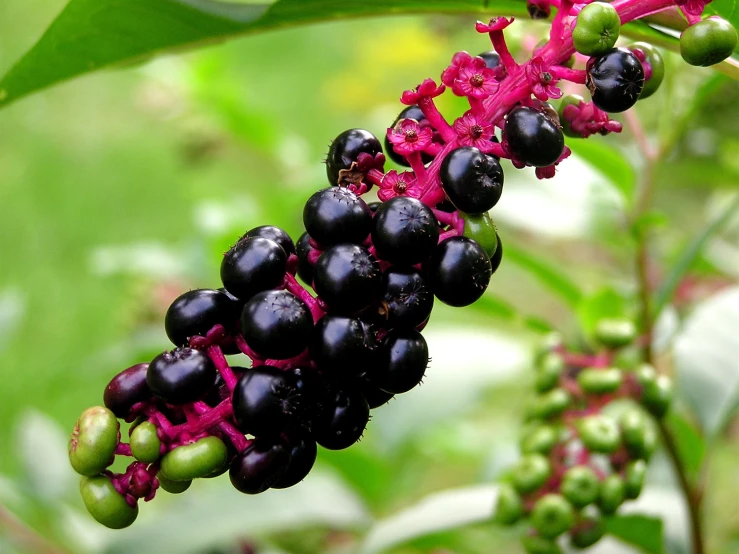 berries are growing in the garden on a tree