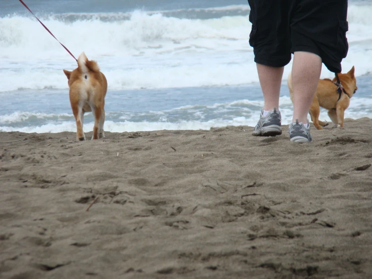 a person walking three dogs on a leash