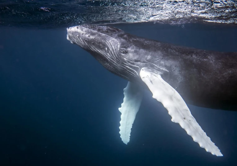 a whale that is swimming under water