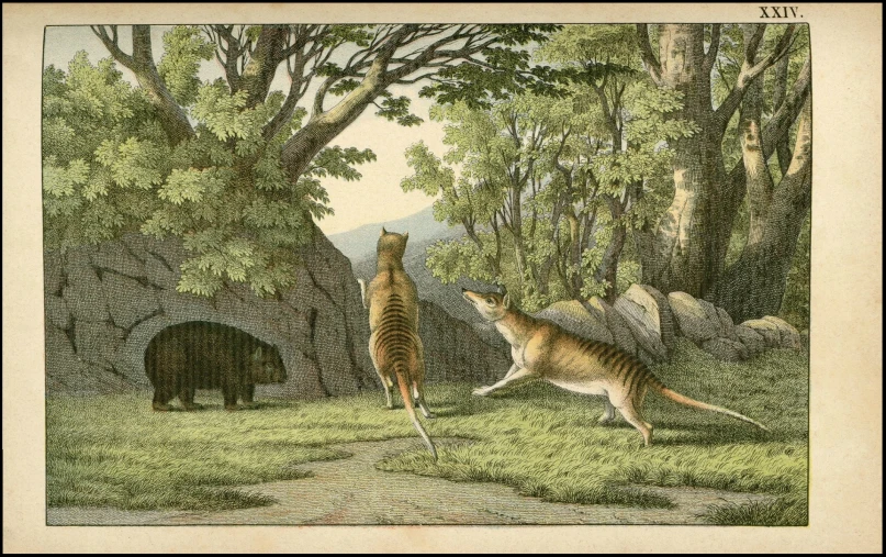 two cats in the woods near a stone bridge