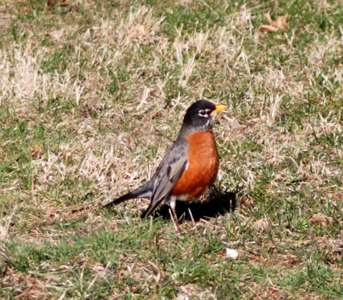 a bird that is standing in the grass