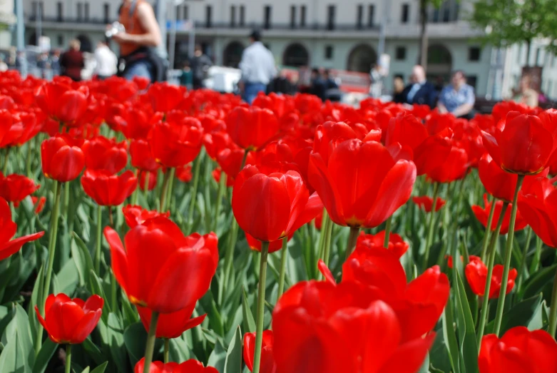 a lot of red flowers that are in the grass