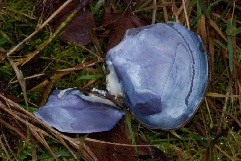 this is a single purple flower in the grass