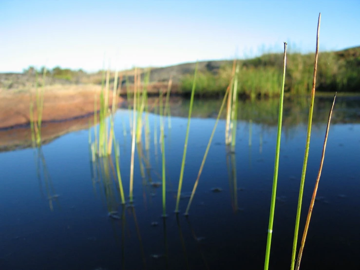 the top of reeds stand next to the water