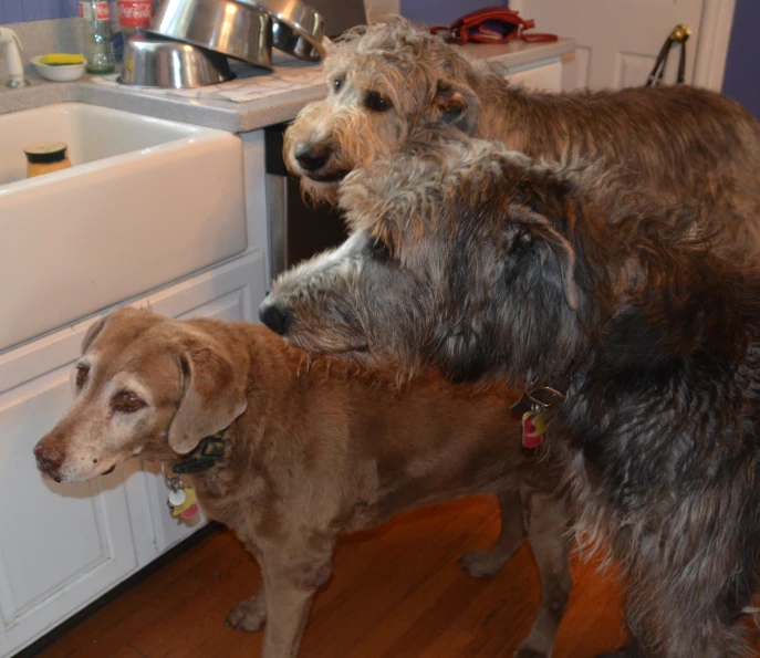 two dogs and one is a brown dog