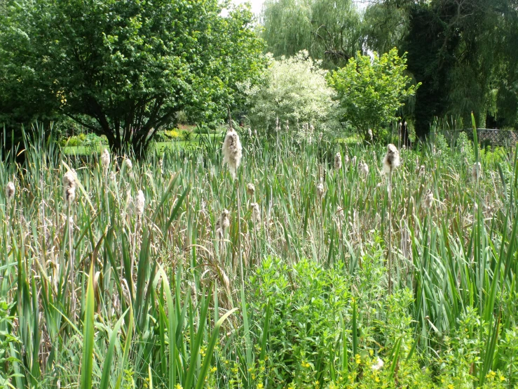 a group of animals in a grassy area with trees in the background