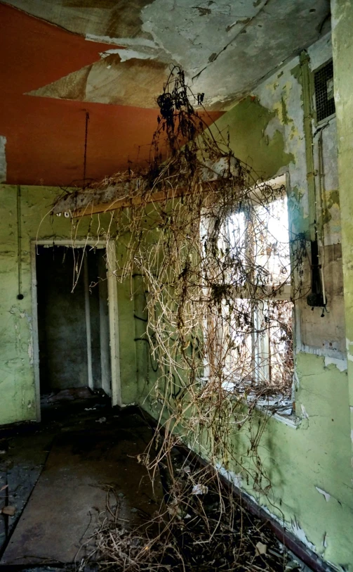 a living room with a window and vines in it