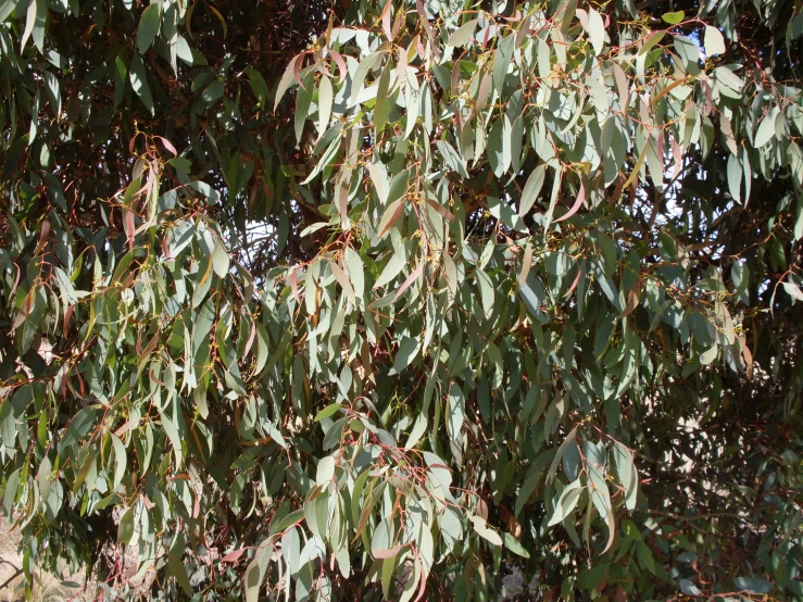 a tree with lots of leaves is close to some trees