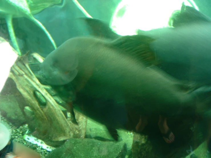 a close up of a fish in a tank