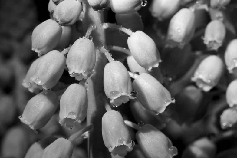 close - up of a flower budding on a plant