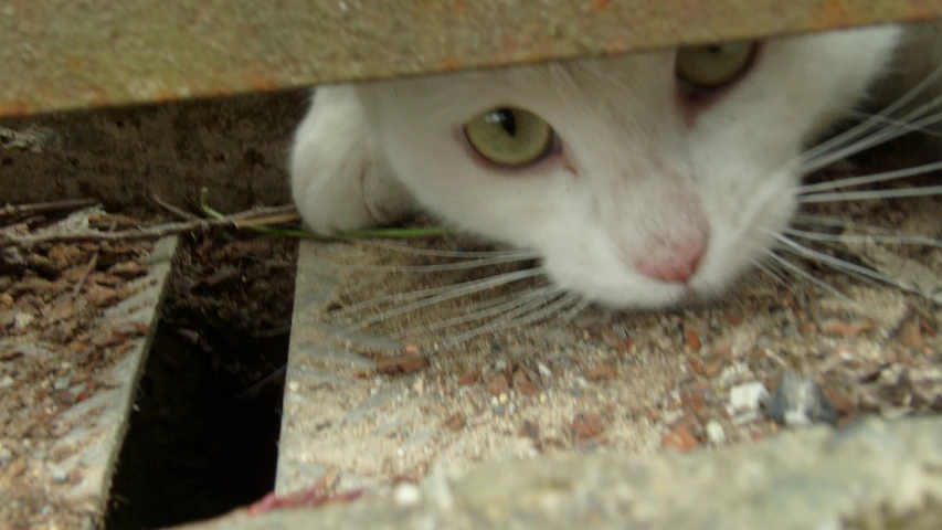 a cat peeking out from under some concrete