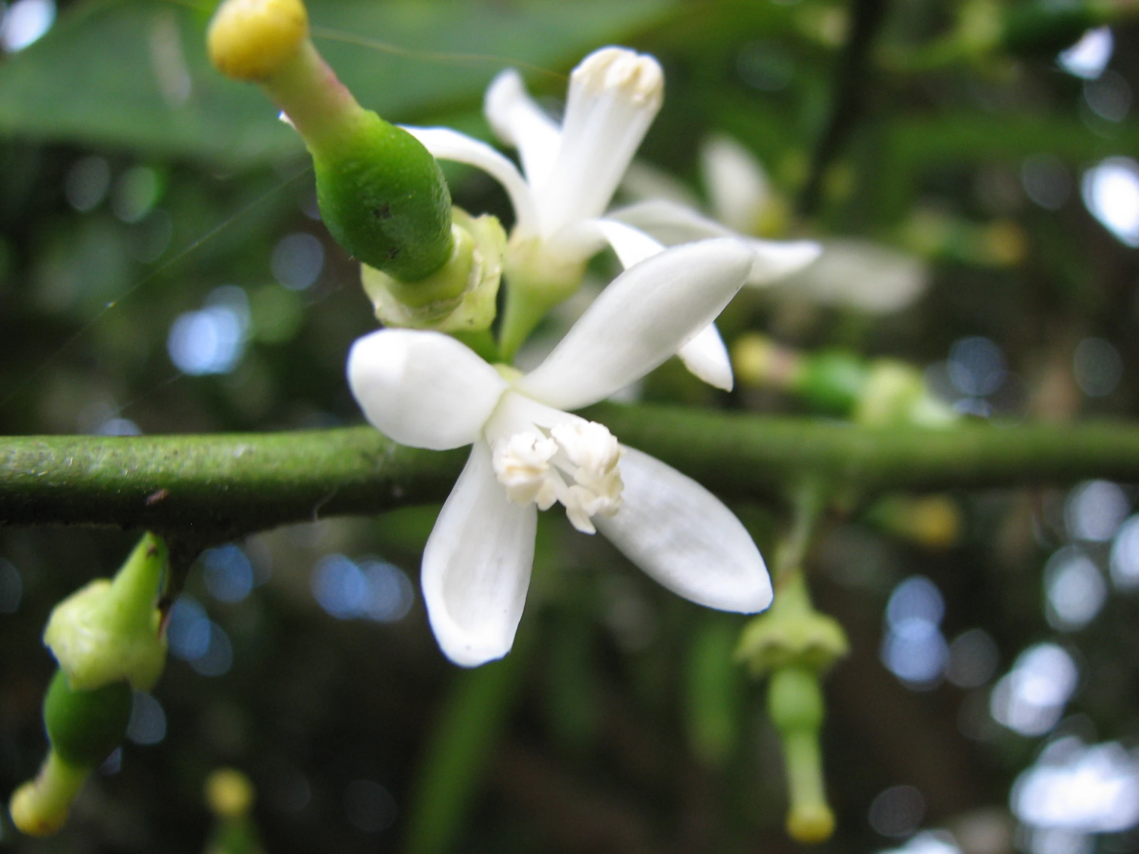 the white flowers are blooming from the stem