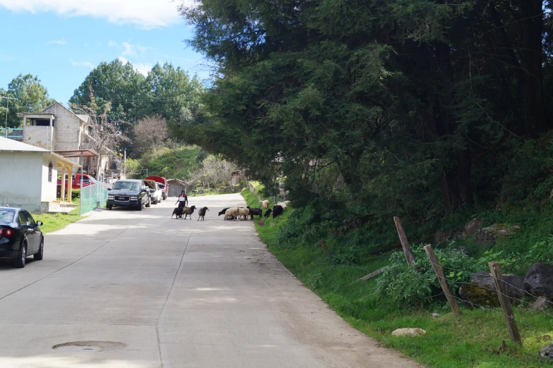 the cows are walking down the road in the city