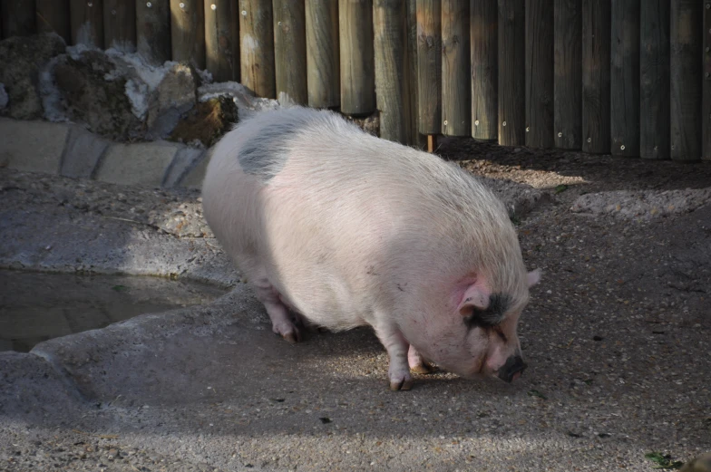 a large white pig with his head inside a hole