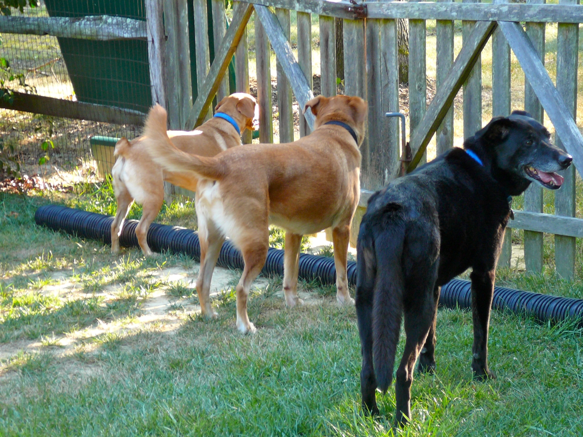 three dogs on grassy area next to fence