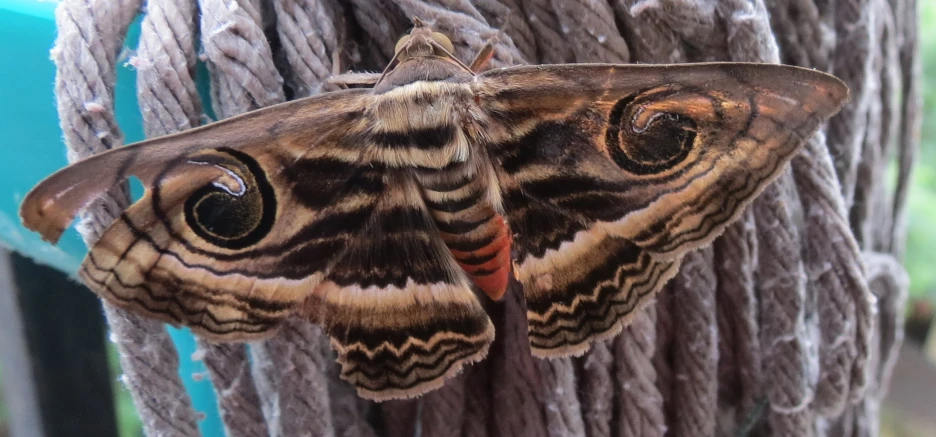 a brown and white erfly is on the tree