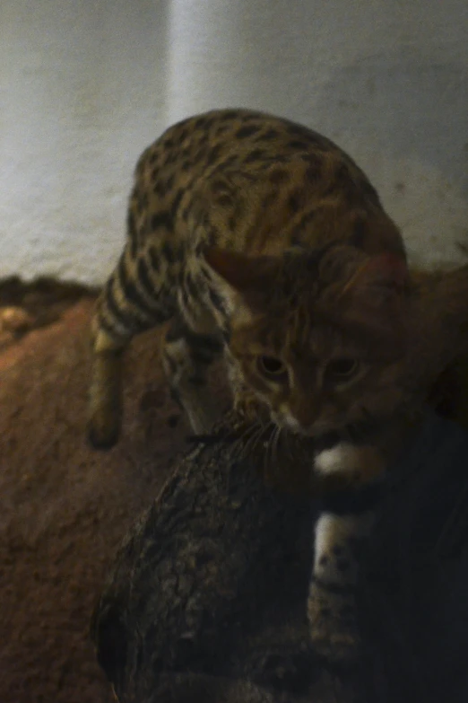 a cat is walking and looking at soing on the ground