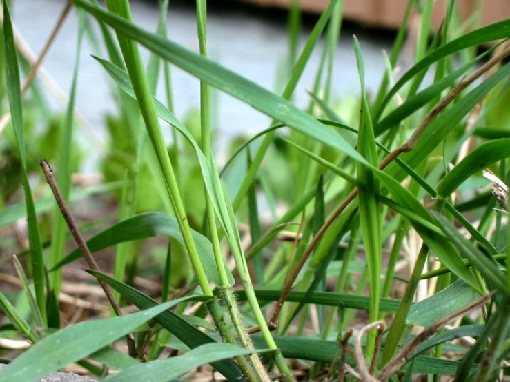 some very green grass in the grass and water