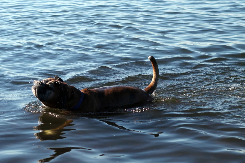 a dog swimming in a pond with a frisbee