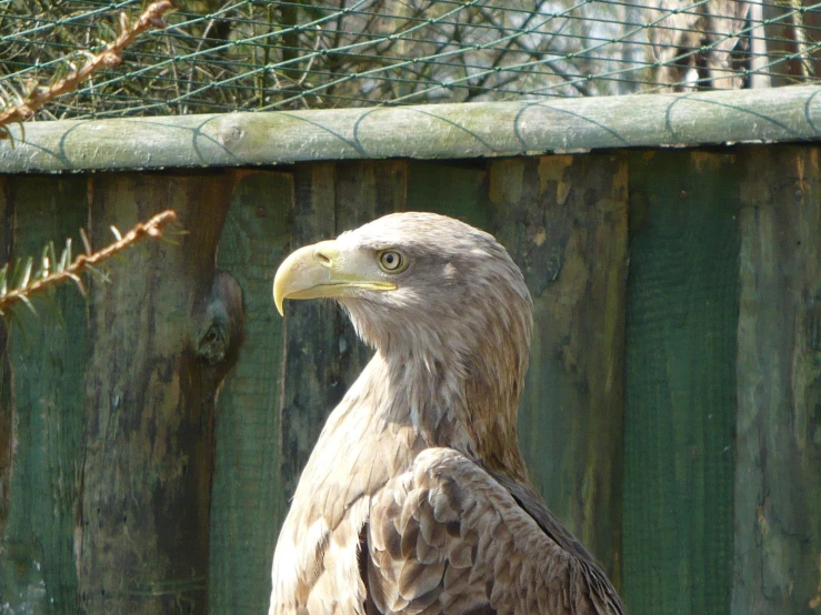 a hawk stands near the fence and is looking around