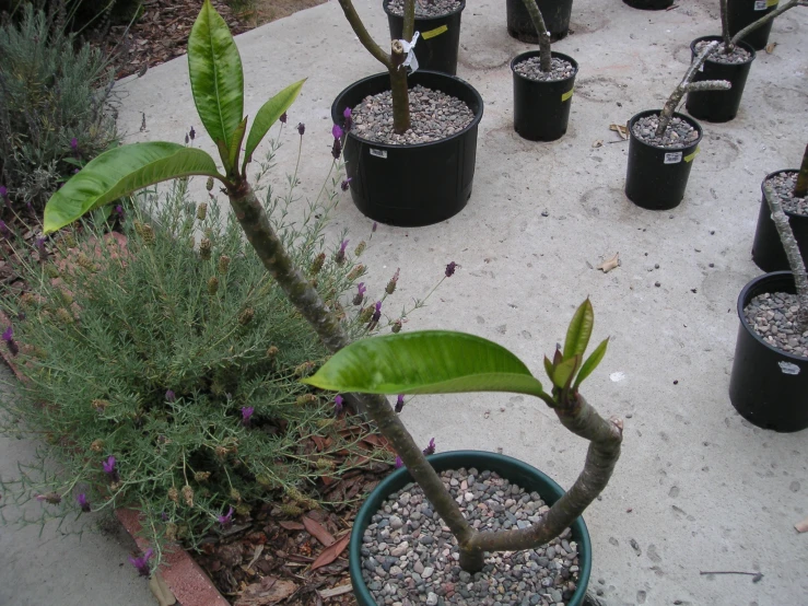 a collection of potted plants on a concrete surface
