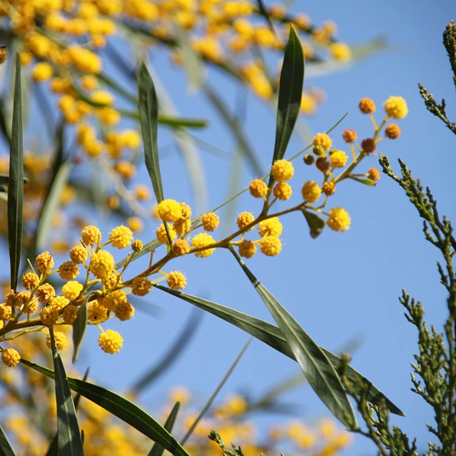 a bunch of small yellow flowers with green leaves