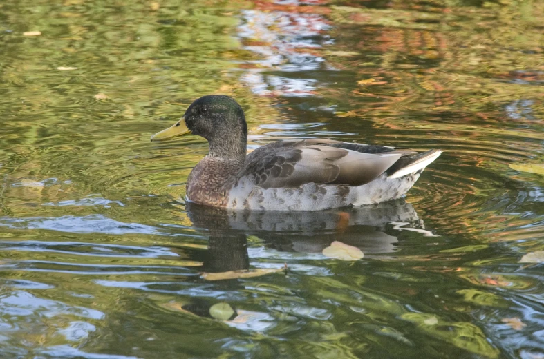 a duck that is sitting in the water