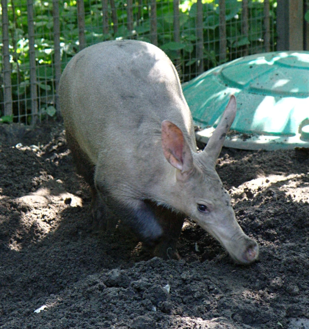 a young boar sits on the ground by a fence