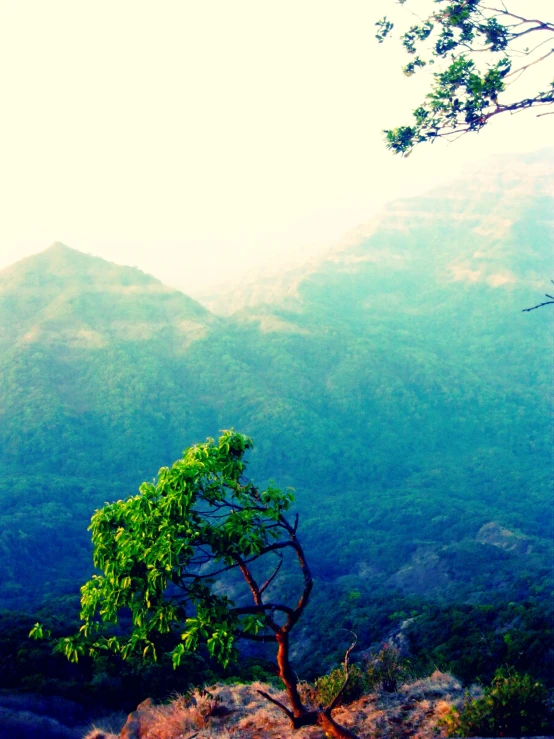 a lone green tree standing in the middle of a forest