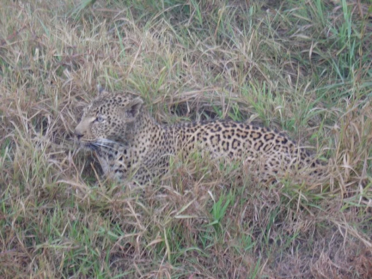 there is a large leopard that is hiding in the brush