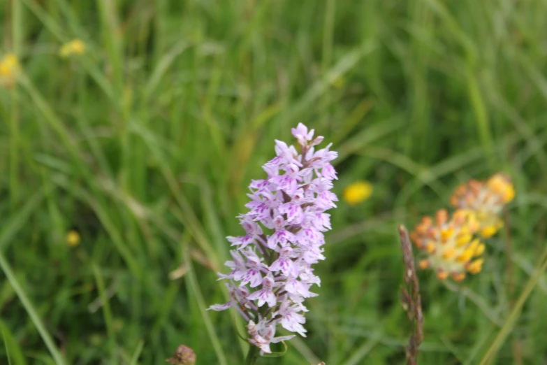 a single flower is next to some other flowers