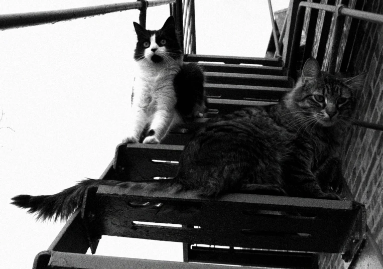 two cats sitting on wooden steps that are made to look like stairs