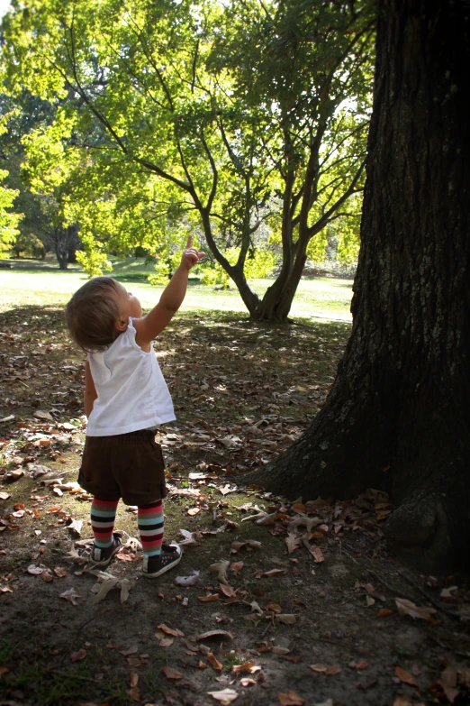 the little child is pointing to the trees