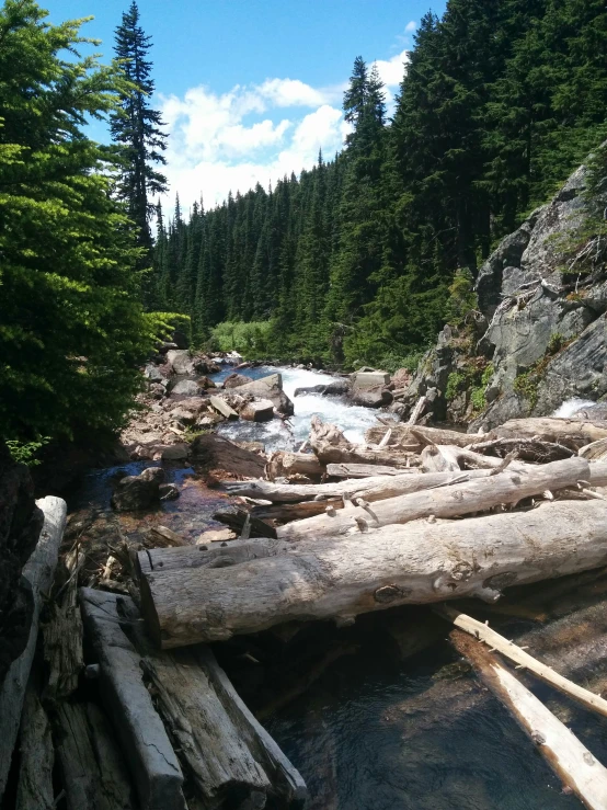 trees that are laying in the grass by some rocks