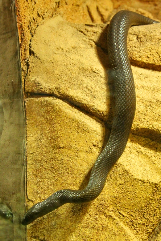 a brown snake that is on some rocks