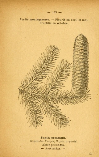 the title page of the 19th century french pine tree