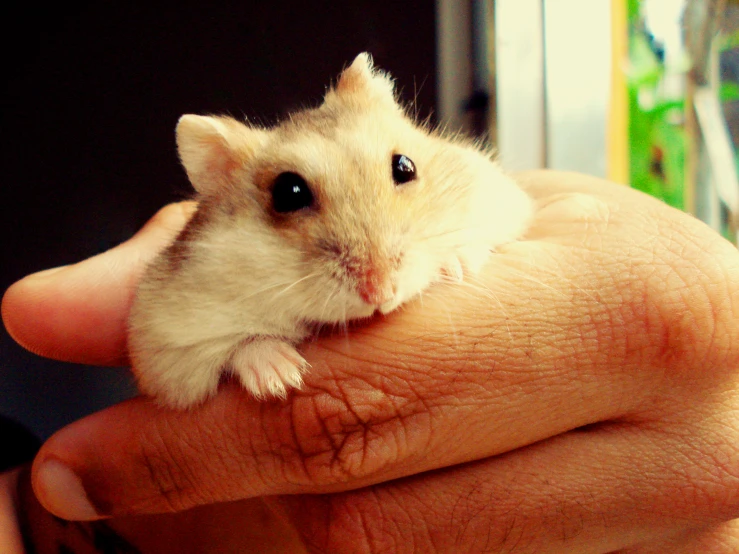 a hamster that is sitting on someones palm