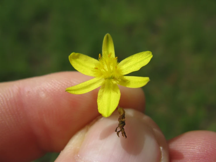 small yellow flower on finger that looks like small petals