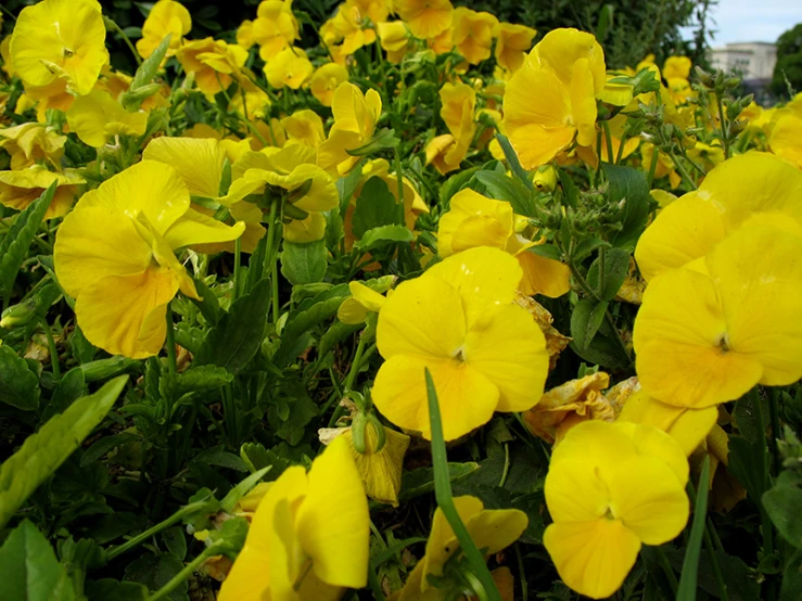 a field full of yellow flowers sitting in the middle of a park