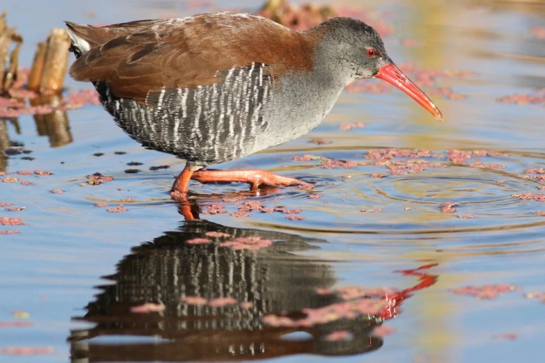 a close up of a bird in the water