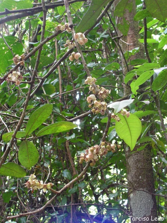 a very pretty tree with some brown flowers