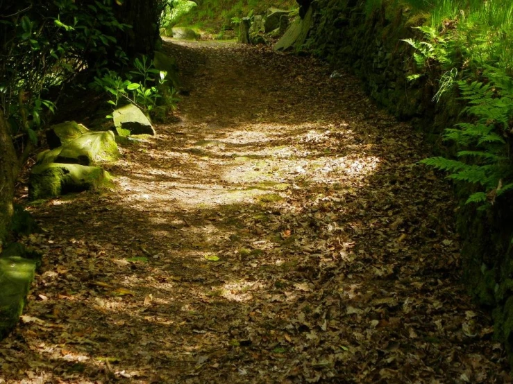 an old path is covered in green vegetation