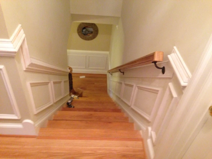 a cat standing on a wood floor under a doorway