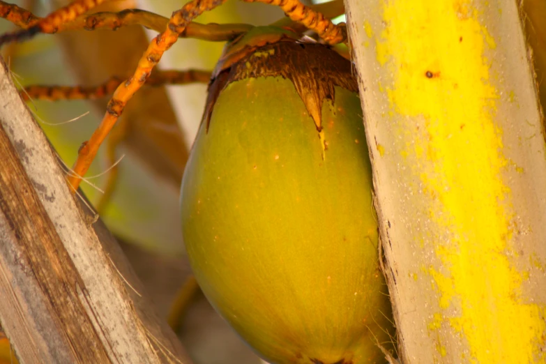 an unripe coconut hanging from a tree