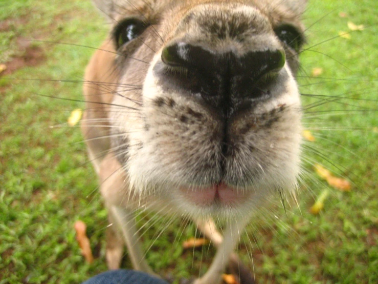 the nose of a dog on the green grass