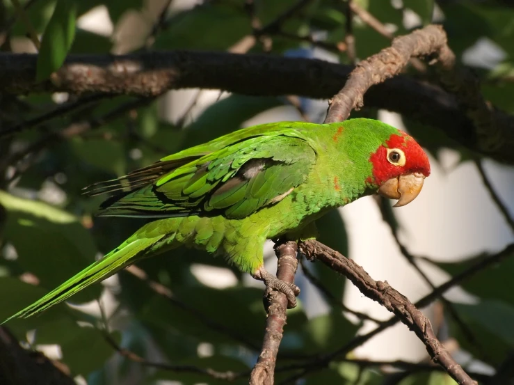 a green bird with red head perched on a nch