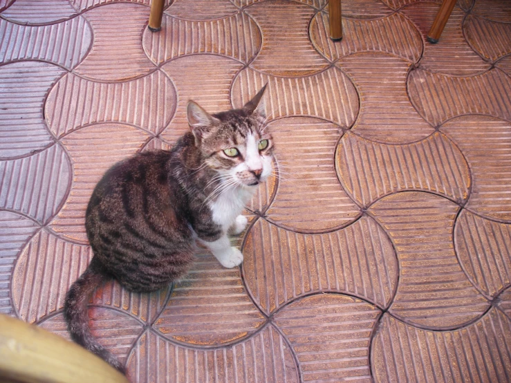 a gray and white cat sitting on the floor